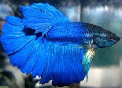 Berikut pak tani digital akan membagikan informasi mengenai hal tersebut. Koleksi Spesial 48+ Gambar Ikan Cupang Jantan Dan Betina