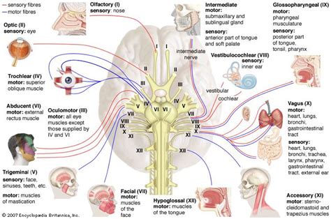 Vagus Nerve Definition Function And Facts Britannica