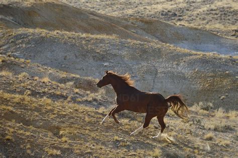 Usa Wyoming Wild Horse Galloping In Badlands Stock Photo