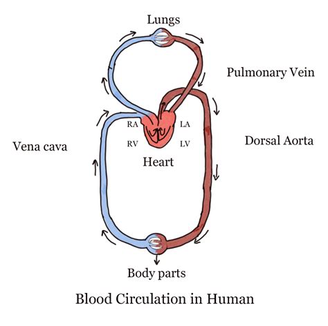 Blood Circulation System Diagram