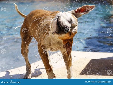 Wet Dog Shaking Off Water Stock Image Image Of Loving 75919133