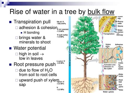 Maybe you would like to learn more about one of these? PPT - Transport in Plants Chapter 36 PowerPoint ...