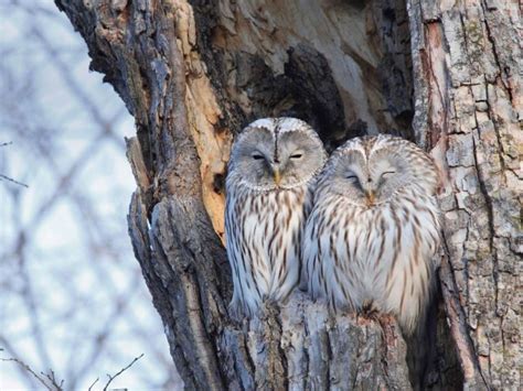 Winter Owls Bing Wallpaper Download