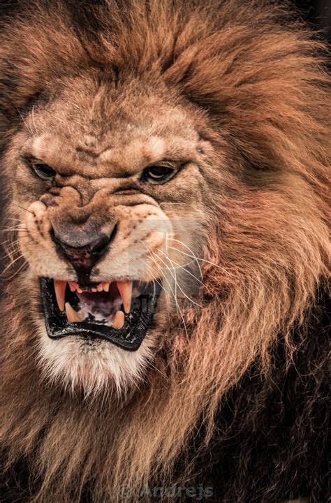 Male Lion Roaring Face