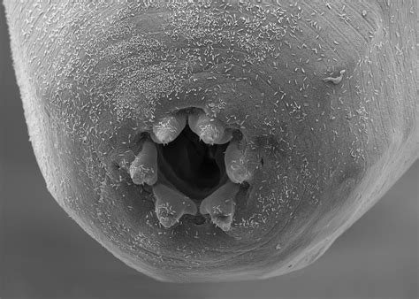 Byu Students Making Microscopic Worms Even More Deadly Worms Little