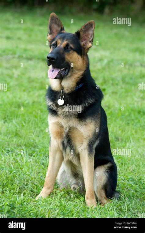 German Shepherd Dog Alsatian Sitting In Park Uk Stock Photo Alamy