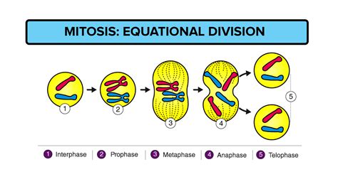 What Is The End Result Of Mitosis