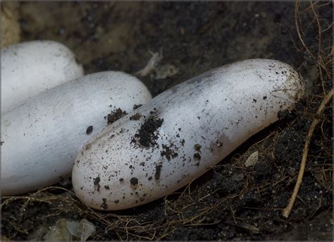 Snakes can lay on average, anywhere from 2 eggs all the way to 80 eggs at a time. Explorations of an Ecologist: The snakes of Ontario - part 4