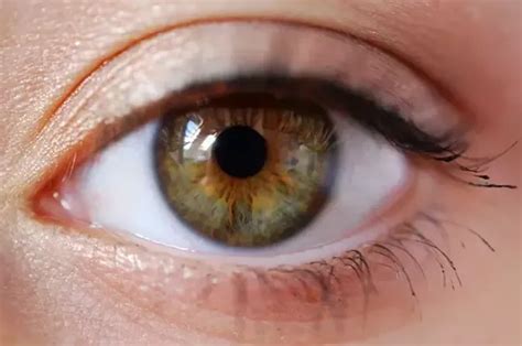 How Do Hazel And Light Brown Eyes Differ Quora