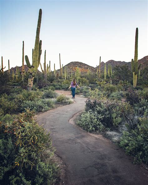 Desert Discovery Nature Trail Saguaro National Park West — Flying