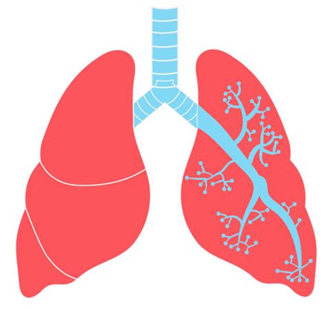 Lungs Png Transparent Image Download Size 500x475px