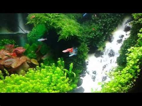 Aquarium bisa dipesan sesuai ukuran yang diinginan. Aquascaping réalisation - Laurent Garcia - Aquarilis ...
