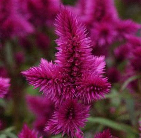 Edit or improve upon this plant file by clicking here. Celosia - Intenz Classic - Pleasant View Gardens