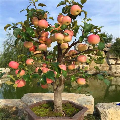 Fruit Trees Home Gardening Apple Cherry Pear Plum