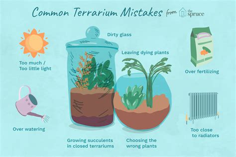 Common Terrarium Mistakes And How To Avoid Them Terrarium Plants