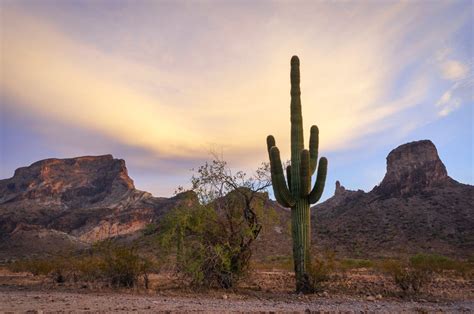 Growing cacti and other succulent plants can be an addictive pastime! New Find and Cool Rock Art at Saddle Mountain Arizona ...