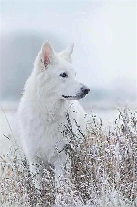 Swiss White Shepherd White Shepherd Shepherd Dog White Dog Photography