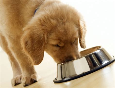 Wellness manufacture a variety of dog foods for all life stages, sizes, and dietary requirements. Wellness CORE Original Formula Dry Dog Food Review