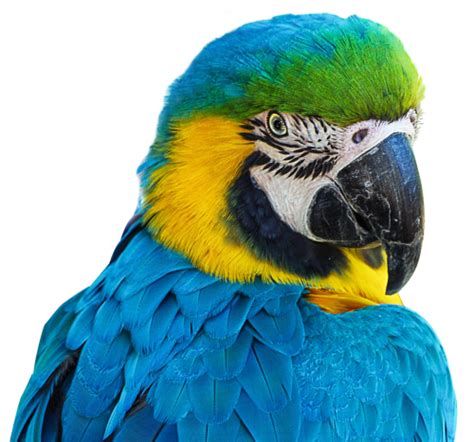 Blue Parrot Png Image Transparent Png Arts