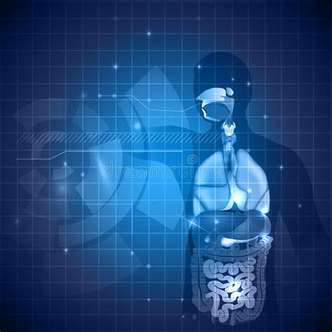 Wählen sie aus 1.363 erstklassigen bildern zum thema milz in höchster qualität. Innere Organe, Leber, Pankreas, Milz Vektor Abbildung ...