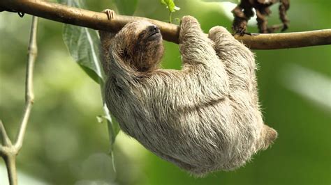 Sleeping Sloth In Super Slow Motion Youtube