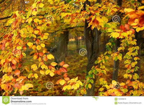 Fall Background Yellowing Foliage Of Autumn Trees In Woods Stock Image