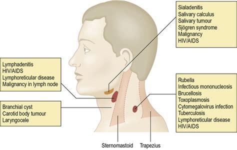 Diagnosis Examination Pocket Dentistry