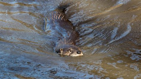 Sneaky Otter Evades Capture After Feasting On Gardens Prized Koi