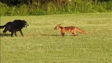 A Raposa Rouba O Cachorro Toma