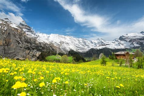 Landscape Of Yellow Flower Fields In Switzerland Stock Image Image