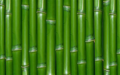 1680x1050px Free Download Hd Wallpaper Green Bamboo Texture