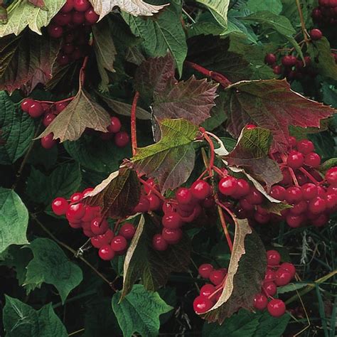 » search the viburnums database: Common Snowball Bush, European Cranberry Viburnum ...