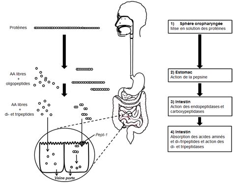 Les Principales étapes Du Processus Digestif Les Protéines Sont