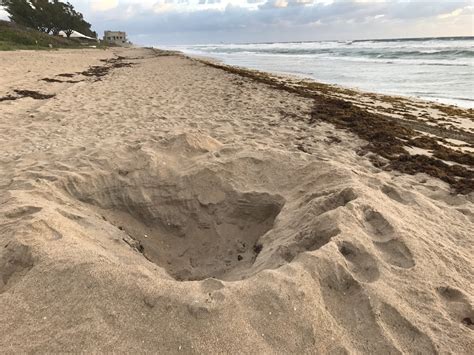 now is the time to cover up the holes you dig on the beach photos the coastal star