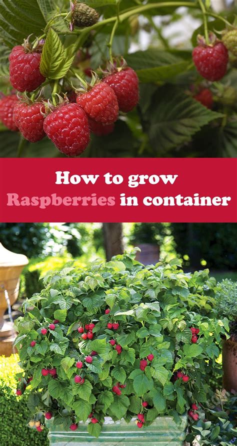 The cultivars of raspberries commonly grown as crops are often hybrids between different species of raspberries. Plant Selection Ideas for Container Gardening in 2020 ...