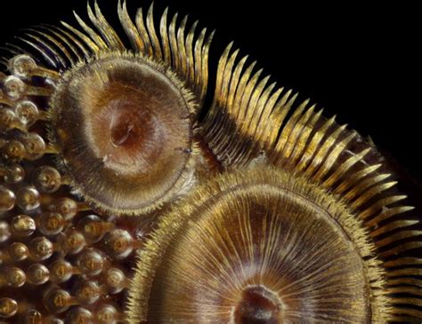Nikon Small World Contest See The Best Microscopic Photos