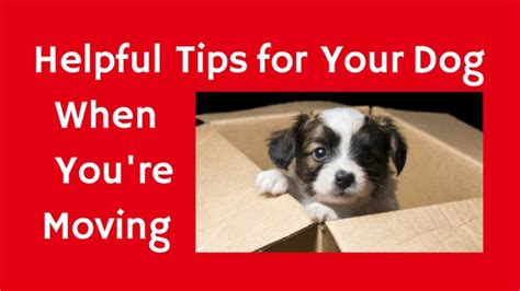 Tips For Moving With Your Dog Pawsitive Solutions