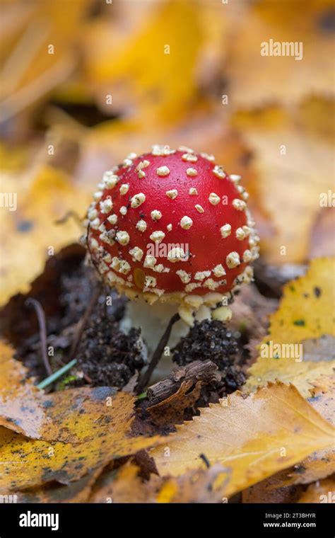 Fly Agaric Fly Amanita Amanita Muscaria Early Stage Of Mushroom