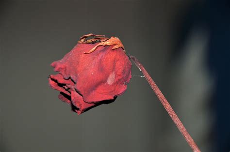 Gambar Bunga Mawar Layu Background Hitam Background