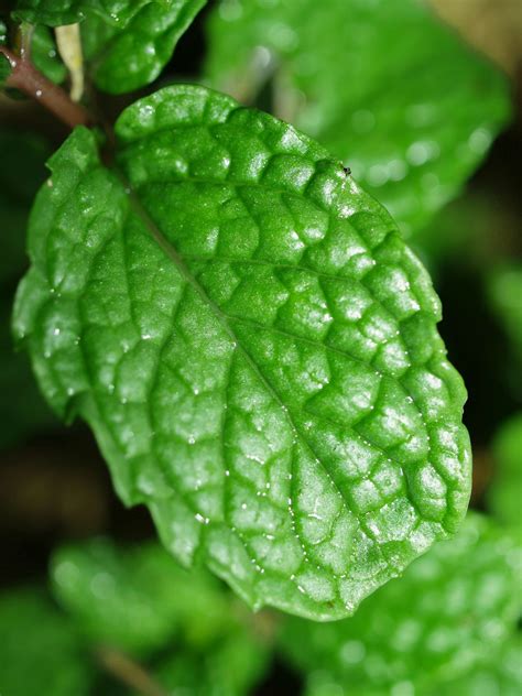 Fresh Mint Leaves Free Stock Photo Public Domain Pictures