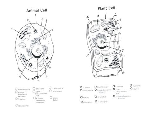 Maybe you would like to learn more about one of these? Biologycorner.com Animal Cell Coloring Key - Animal cell ...