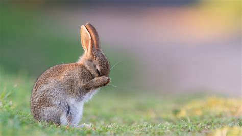 cute bunny full hd wallpaper and background image 2560x1440 id 599101