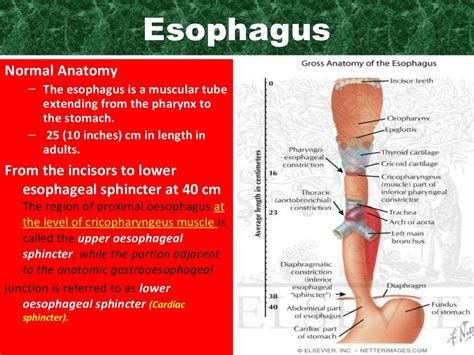 Esophageal Disorders