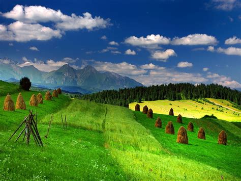 41 Green Green Meadow Wallpapers Wallpapersafari