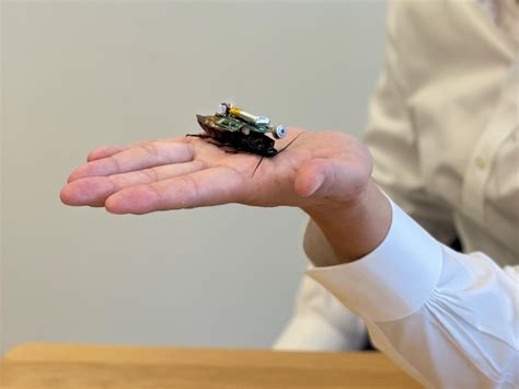 Ntu Engineers Turn Cockroaches Into Disaster Rescue Bugs With Sensor Backpacks Mothershipsg