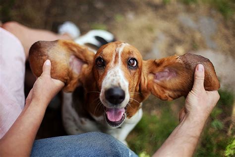 Köpeklerin Kulakları Neden Kesilir? | PatiBom - Evcil Hayvan Bilgileri