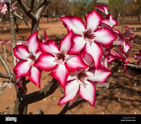 Impala Lily Adenium Multiflorum Shingwedzi Camp Kruger National