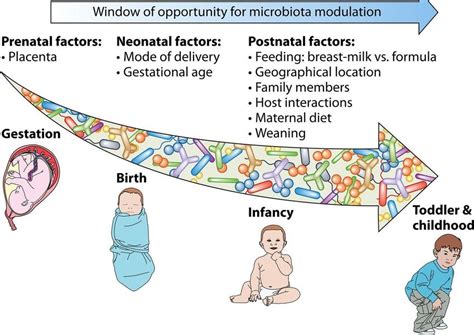 Major Factors Affecting The Composition Of The Gut Microbiota 19