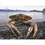 Boiled Dungeness Crab In The Pacific Northwest  Down To Earth Cuisine