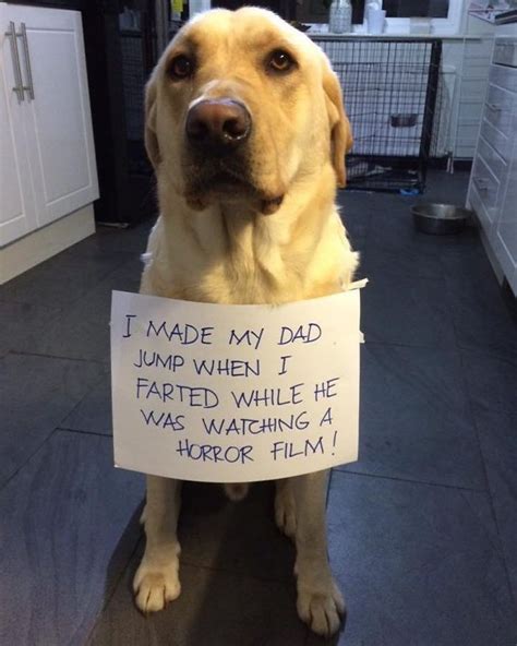 10 Times Humans Taught Their Pets A Lesson For Being Naughty — Animal